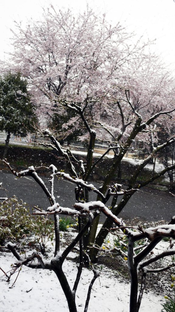 桜に季節外れの雪